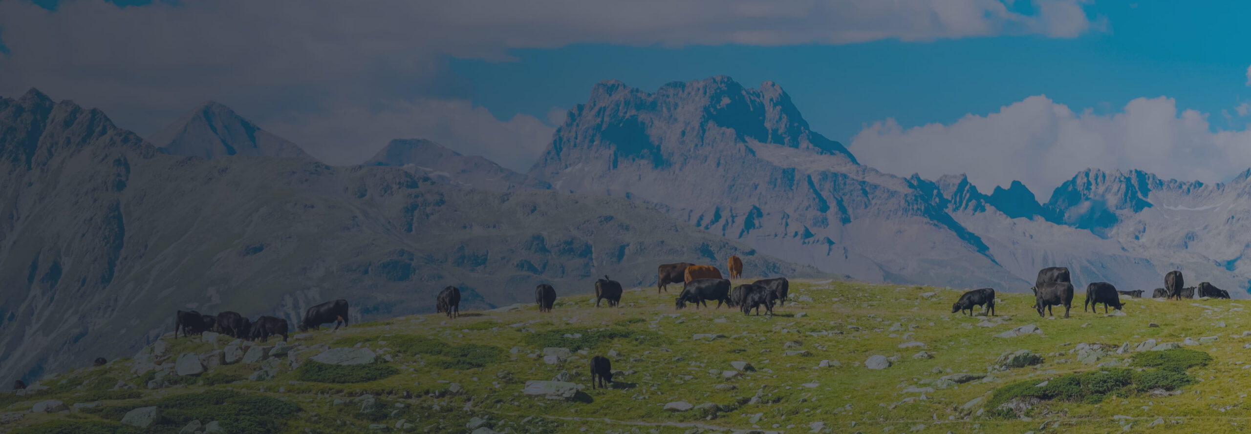 Paysage alpin suisse avec montagnes enneigées, ciel bleu éclatant et vaches paissant dans une prairie verdoyante.